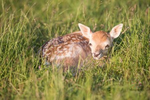 Fawns-10