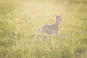 Fawns-5