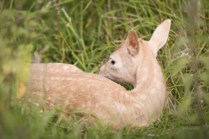 Fawns-8