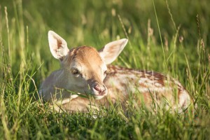Fawns-6